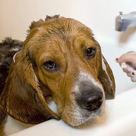 dog taking bath