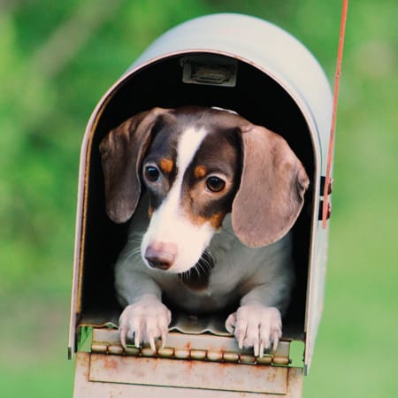 puppy in mailbox