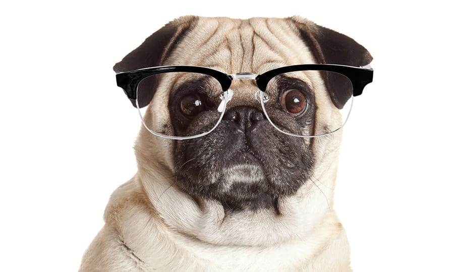 perro nerd con gafas - nombres de perros nerd