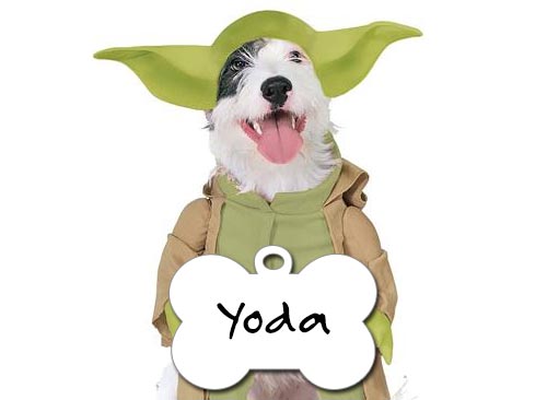 perro yoda