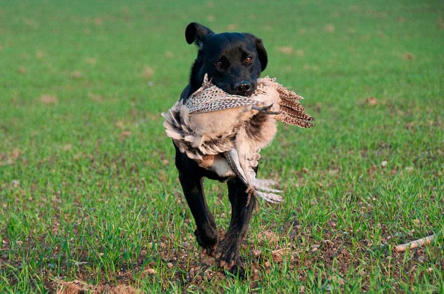 hunting dog with pheasant