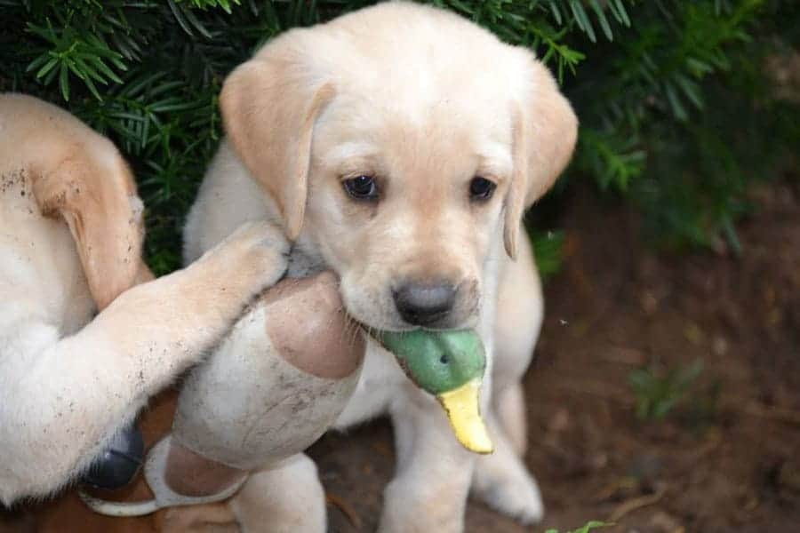 hunting dog names - lab with duck