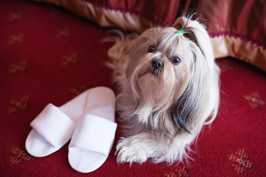 celebrity dog names - fancy shih tzu