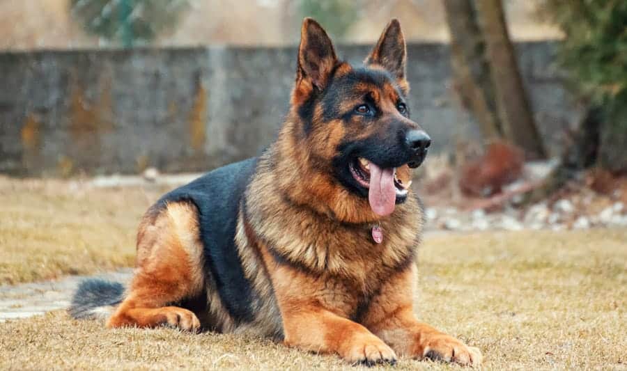 27+ Whats a good name for a german shepherd male ideas