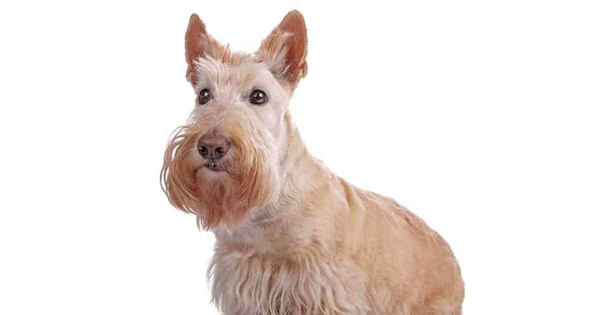 Scottish Dog Names 250 Awesome Name Ideas For Your Dog