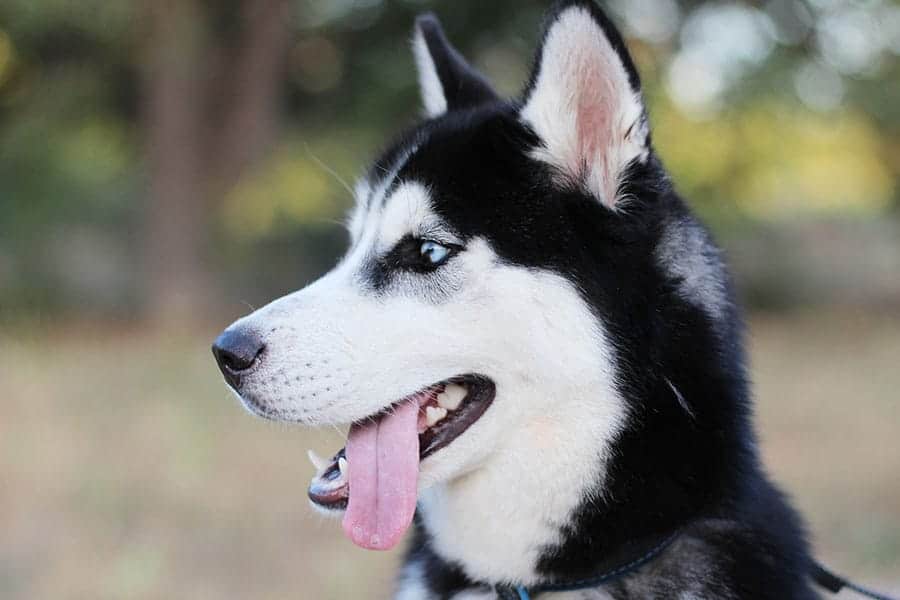 Husky Dog Names 175 Great Names For Your Husky