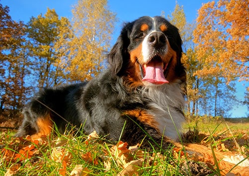 Bernese Mountain Dog breed