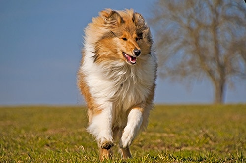 collie breed