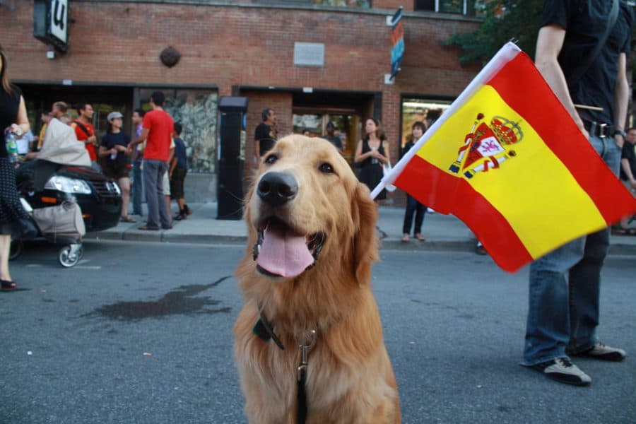 Unique Dog Names Male Spanish