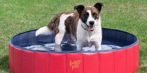 dog summer in pool
