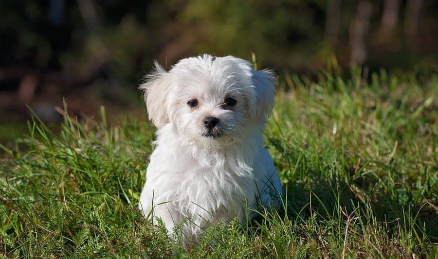 cute white dog in grass