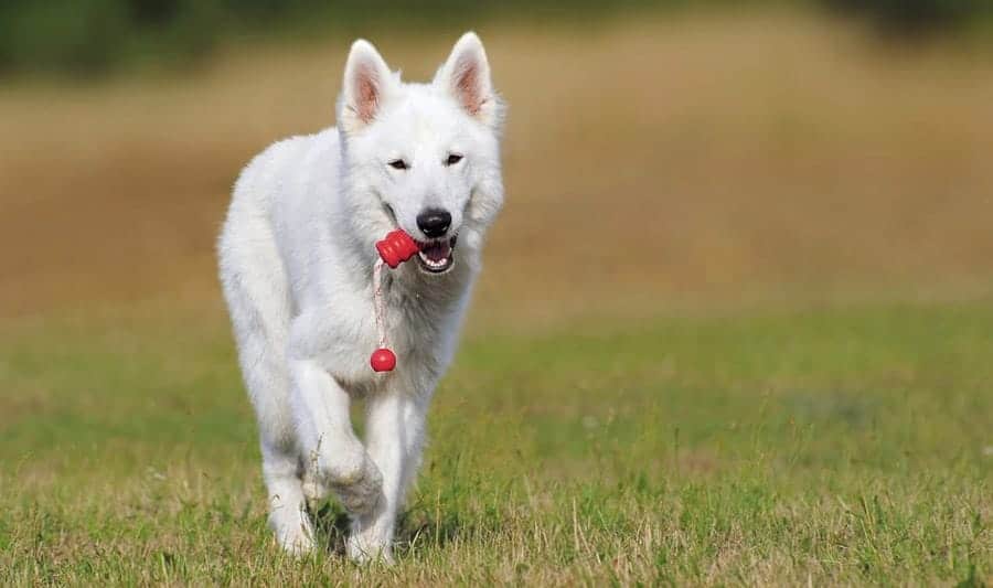 White Dog Names For White Furbabies 135 Awesome Ideas