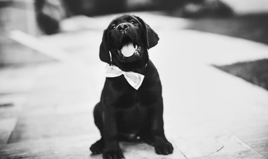 black puppy photo