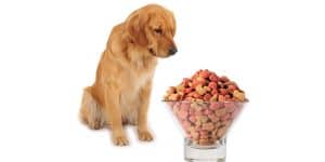 save on dog food