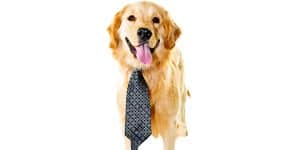 dog business ideas