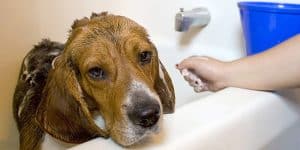 dog hates bath