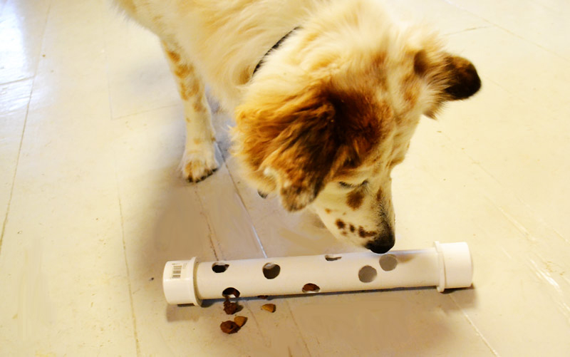 10 Genius DIY Dog Toys That Are Crazy Easy