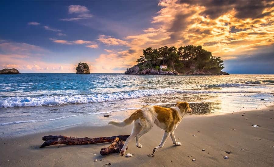 dog on greek beach