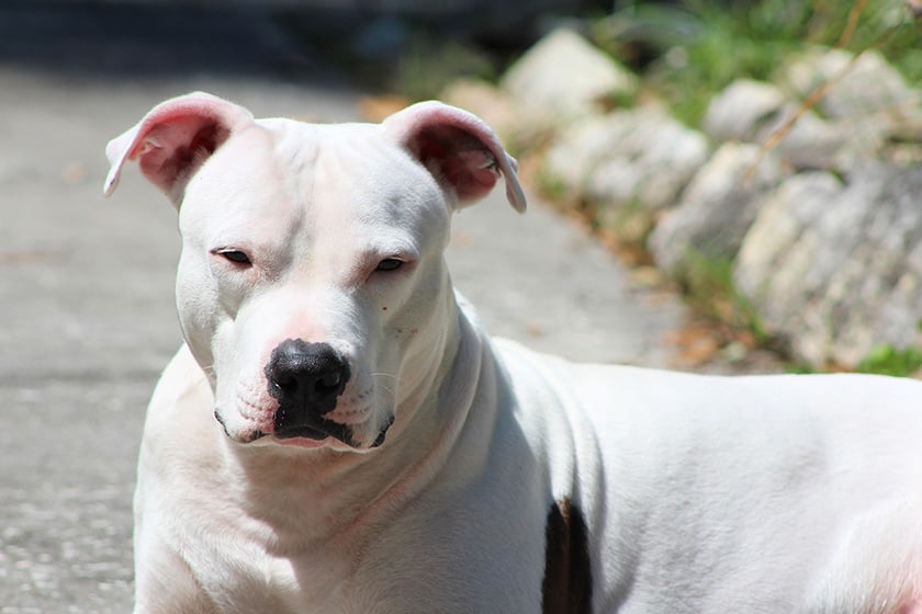 White pittbull laying in the sun