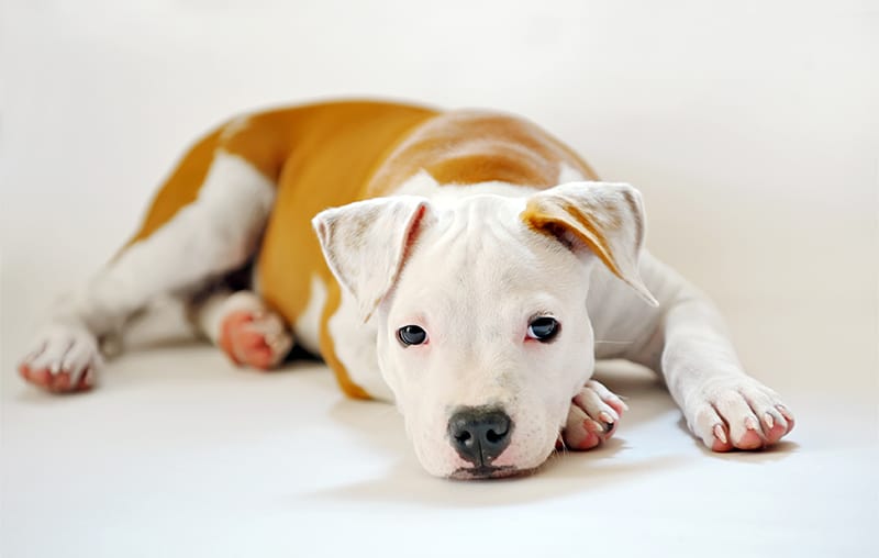 cute pitbull puppy laying down