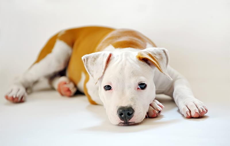 cute pitbull puppy