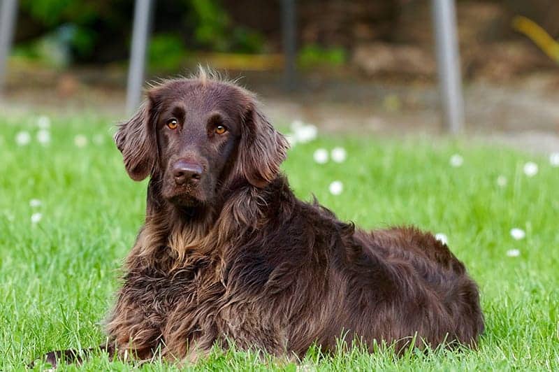 Cute Names For Brown Dogs