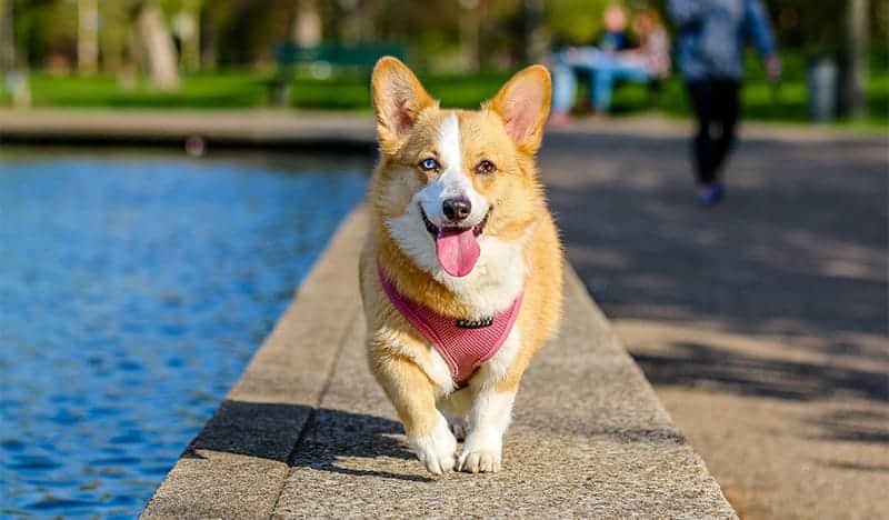 Precio de Corgi