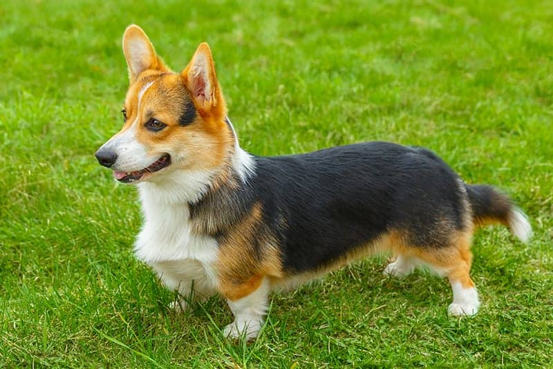 Cardigan Welsh Corgi Price