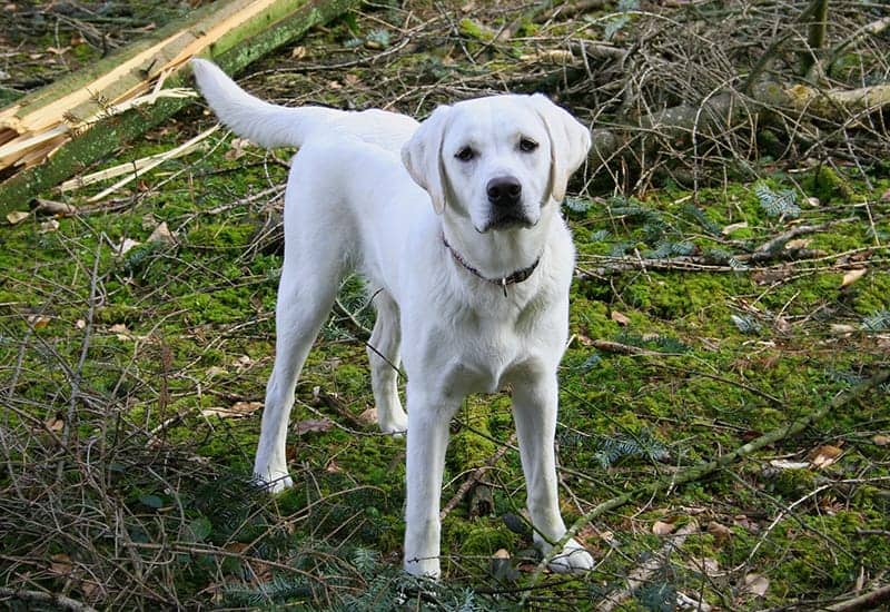 Labrador Names The Ultimate List 225 Great Names