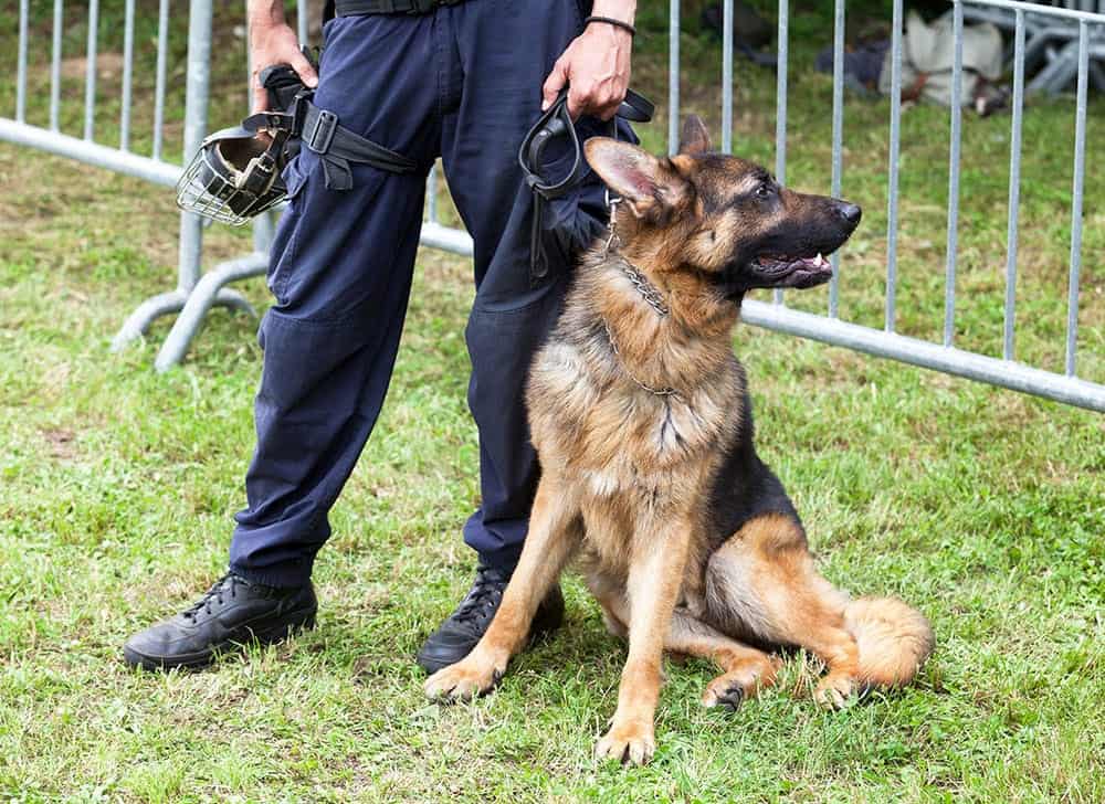 strong-courageous-police-dog-names-my-dog-s-name