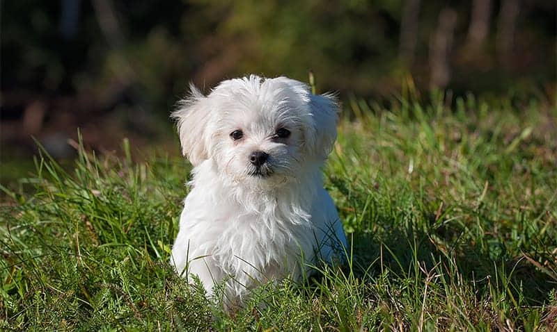 Fluffy Dog Names