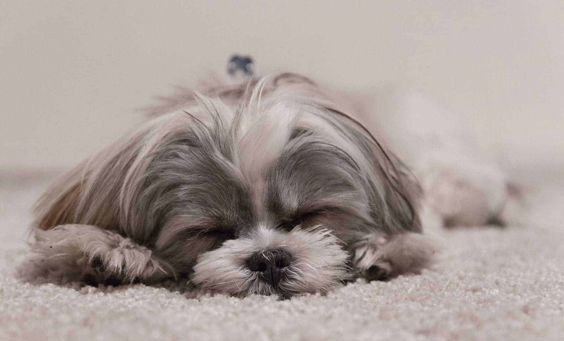 250 Fantastic Shih Tzu Names My Dog S Name