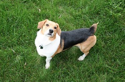 Short Sweet Meet The Corgi Beagle Mix My Dog S Name