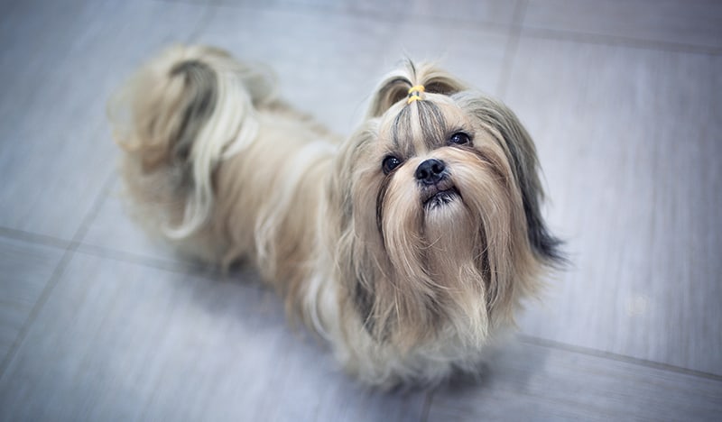 Shih Tzu Price Everything You Need To Know About The Precious Pup
