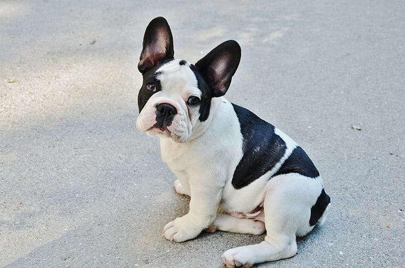 French Bulldog Price What Does A Frenchie Cost My Dog S Name