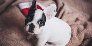 french bulldog with christmas hat