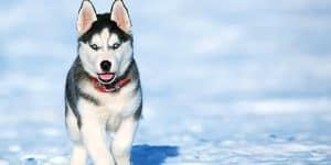 siberian husky puppy in the snow