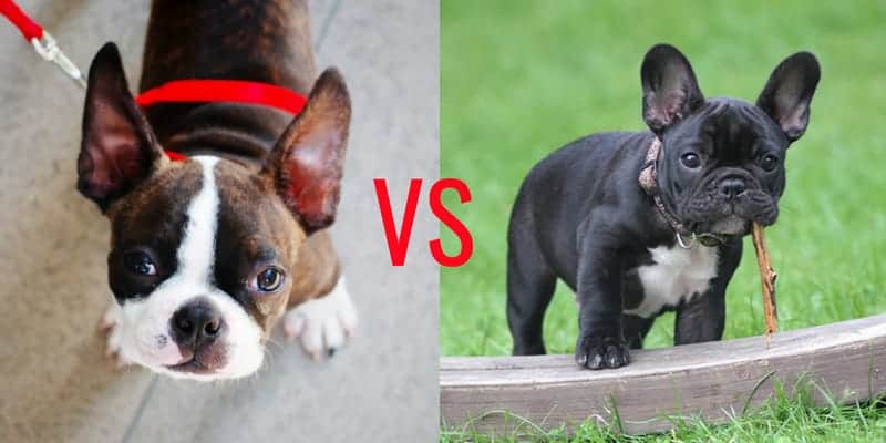 Boston Terrier vs French Bulldog My Dog's Name