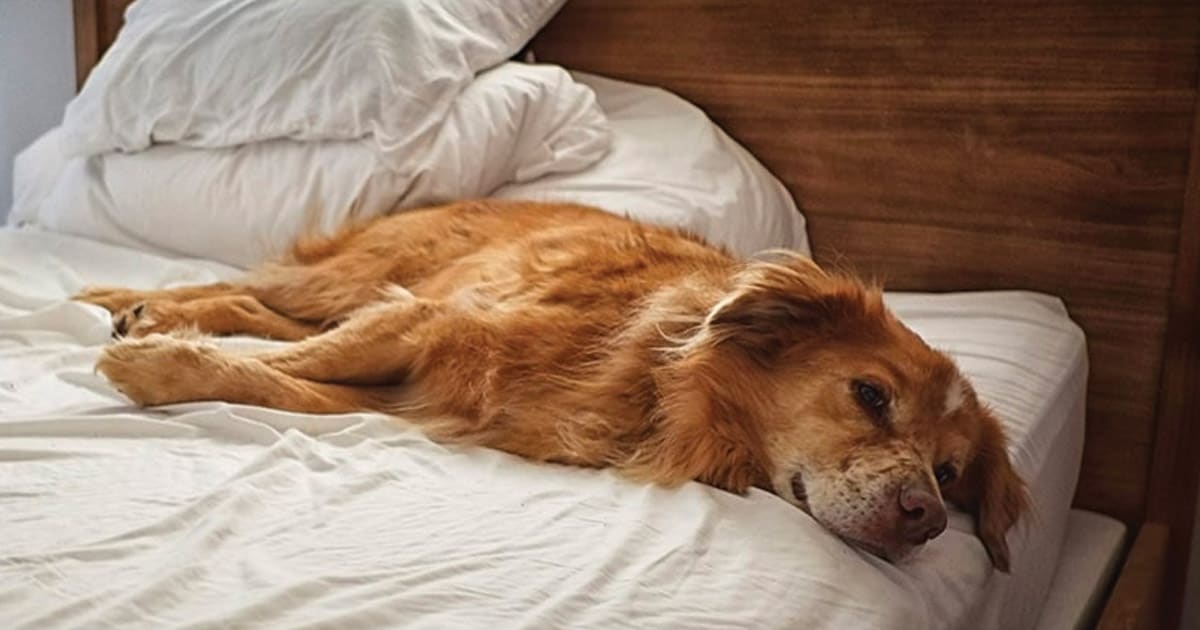 forråde Er deprimeret Grav Meet the Australian Shepherd Golden Retriever Mix - My Dog's Name