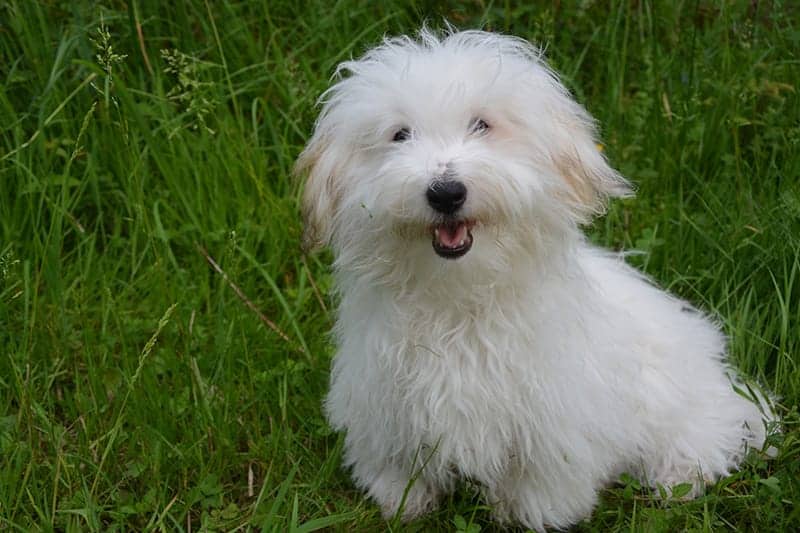 African dog names - Coton De Tulear