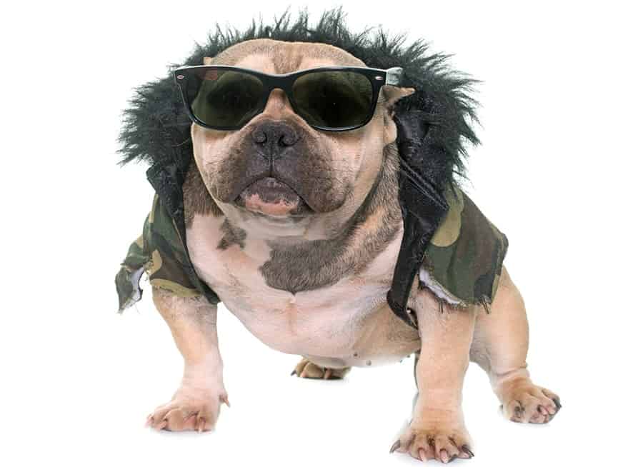 gracioso bulldog americano con gafas de sol