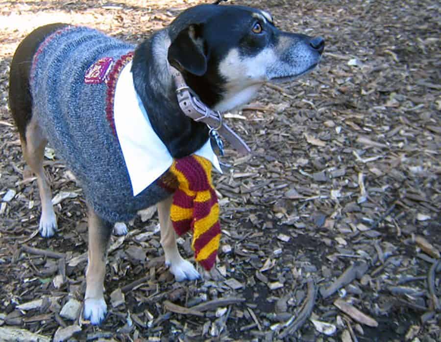 harry potter dog with tie