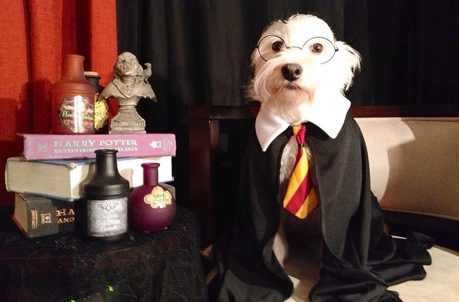 harry potter dog names - wizard dog