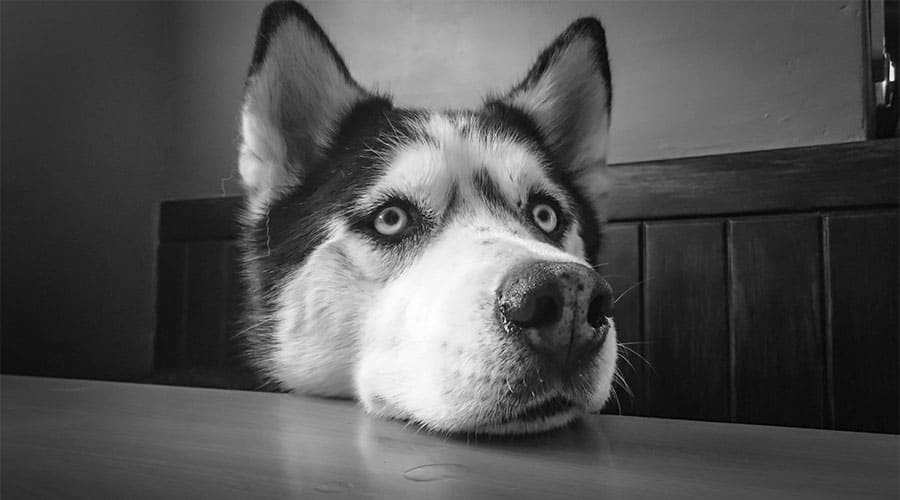 husky wolf dog cute head on counter