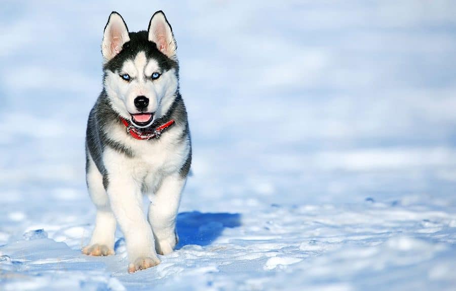 husky puppy