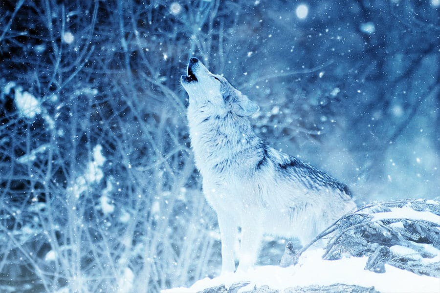 wolf names - wolf howling in snow