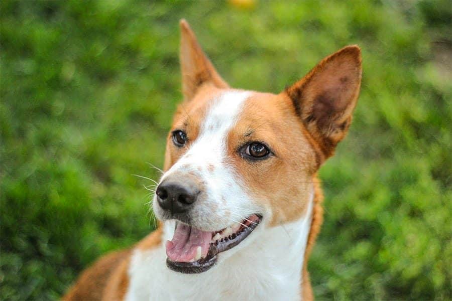 african dog names - basenji