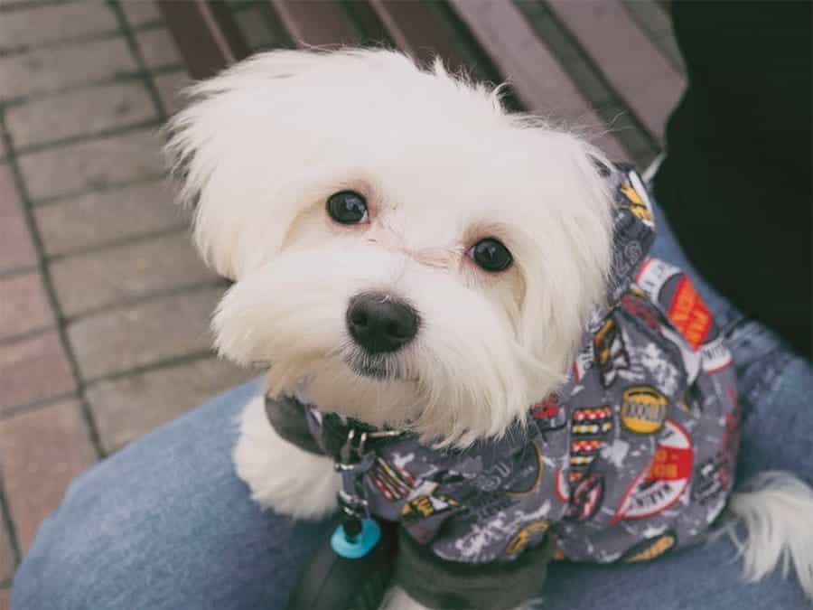 Maltese puppy in a shirt