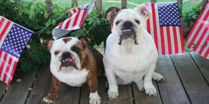 patriotic dog names