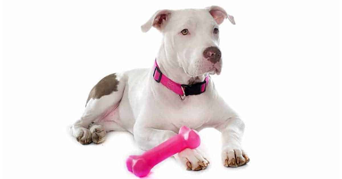 barkbox for pitbulls